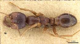 Image of Cheliomyrmex