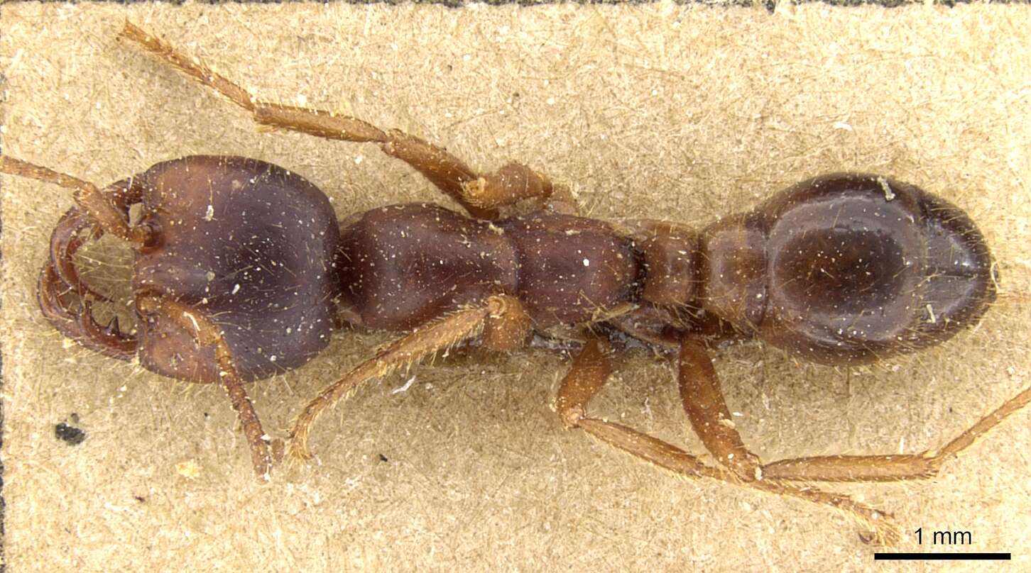 Image of Cheliomyrmex