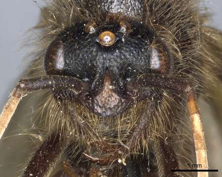 Image of Labidus curvipes (Emery 1900)