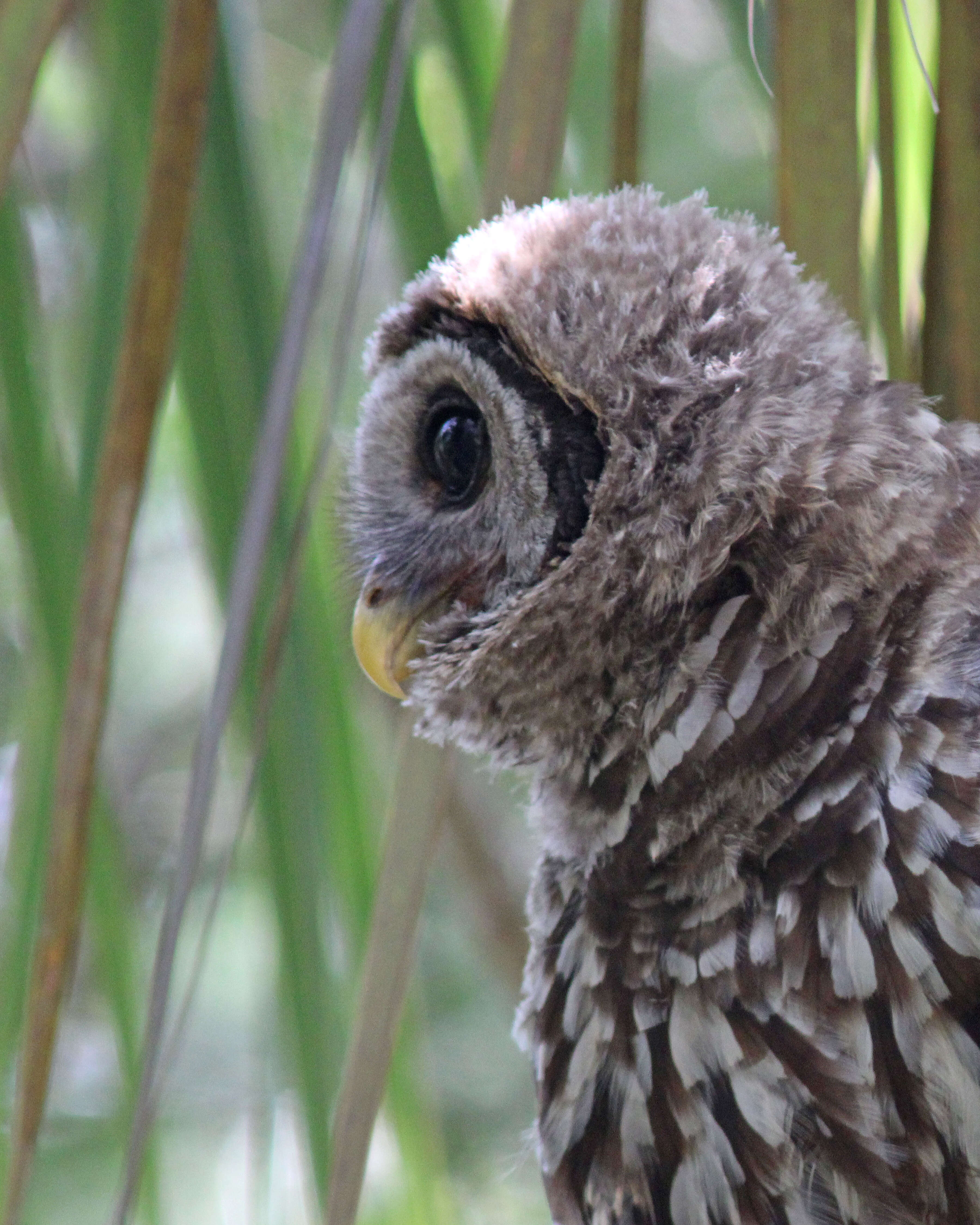 Image of Barred Owl