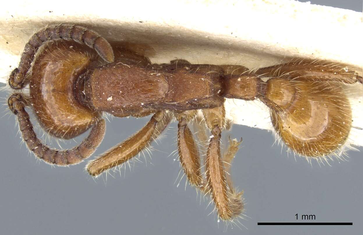 Image of Neivamyrmex hetschkoi (Mayr 1886)