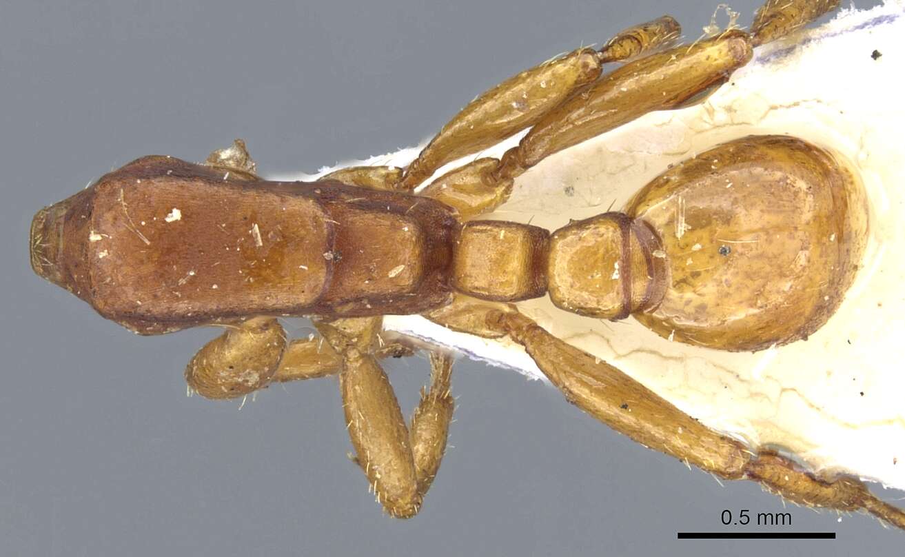 Image of Neivamyrmex planidorsus (Emery 1906)