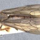 Image of Neivamyrmex falcifer (Emery 1900)