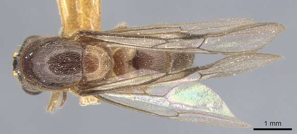 Image of Aenictus punctiventris Emery 1901