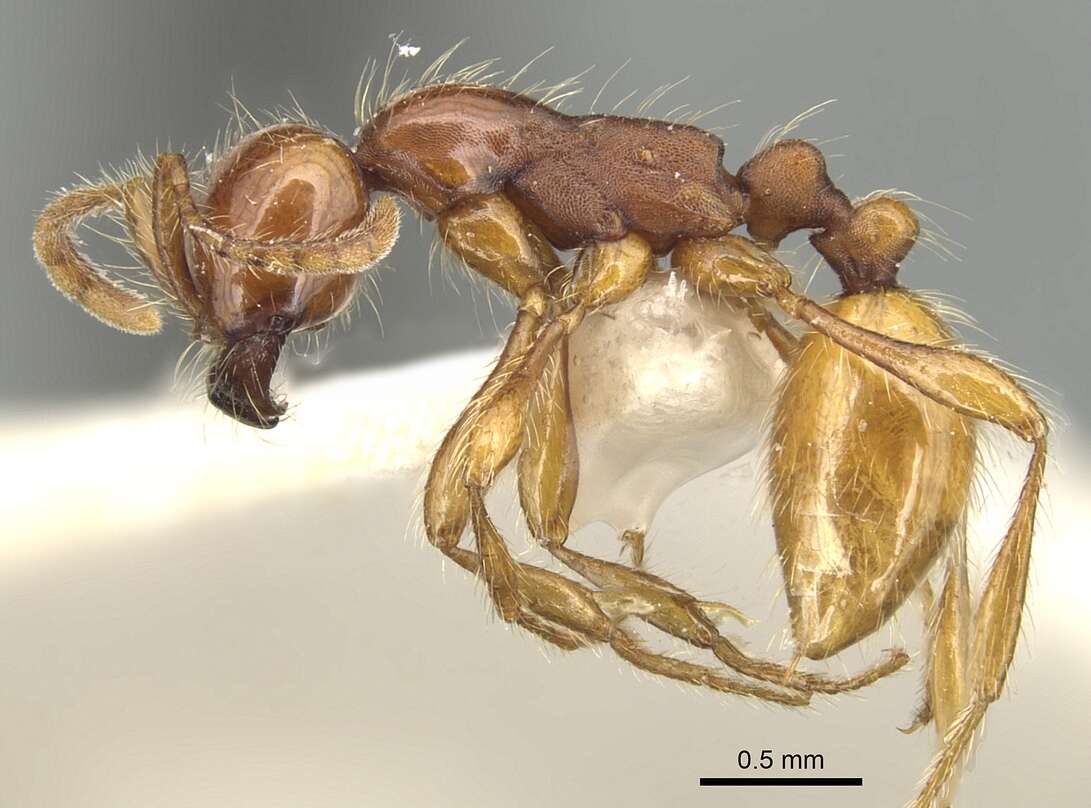 Image of Aenictus eugenii Emery 1895