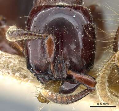 صورة Acanthostichus quadratus Emery 1895