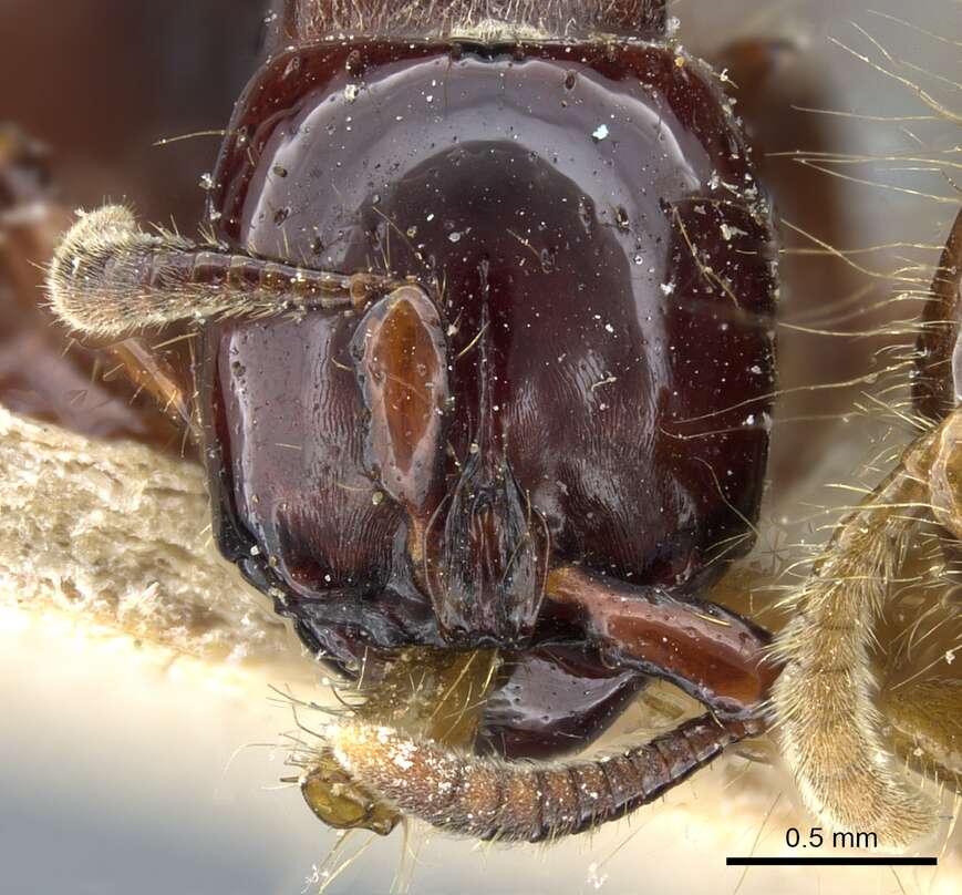 Image of Acanthostichus quadratus Emery 1895