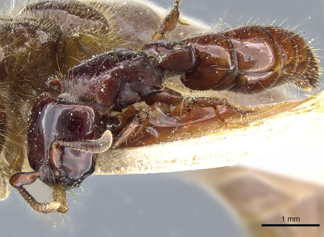 Image of Acanthostichus quadratus Emery 1895