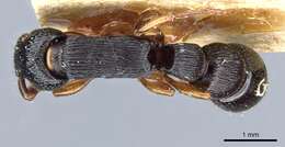 Image de Cylindromyrmex