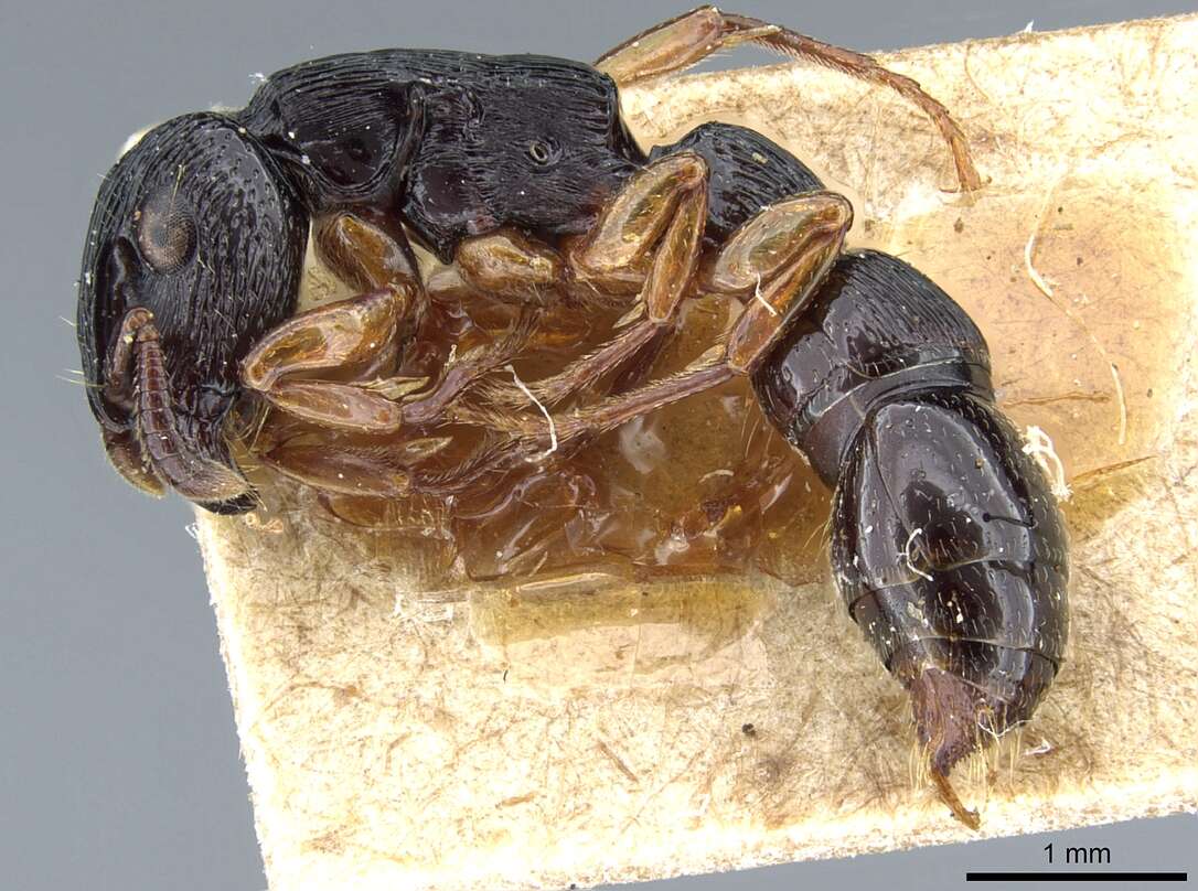 Image de Cylindromyrmex