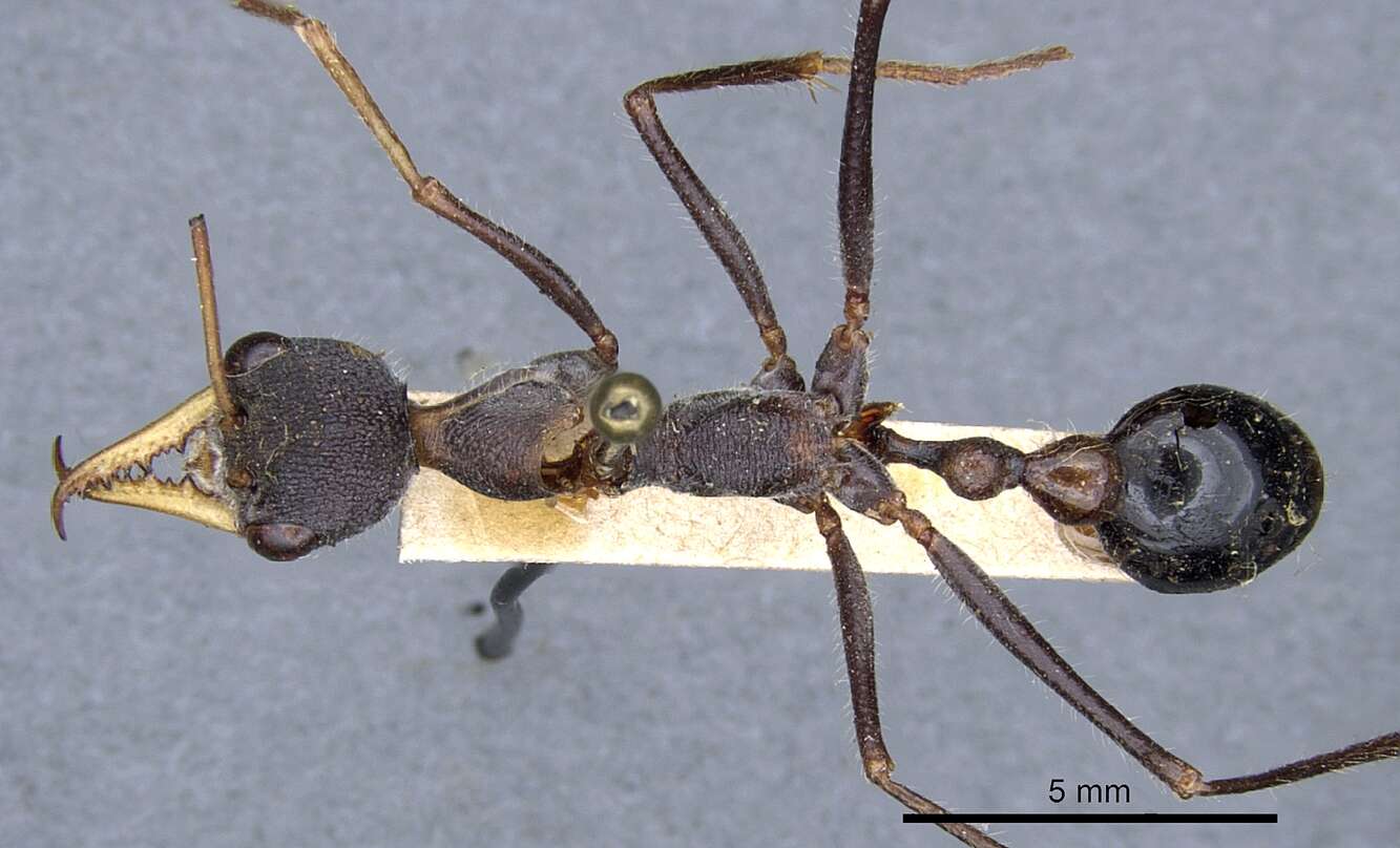 Image of Myrmecia rufinodis Smith 1858