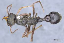 صورة Myrmecia apicalis Emery 1883