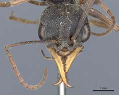 صورة Myrmecia apicalis Emery 1883