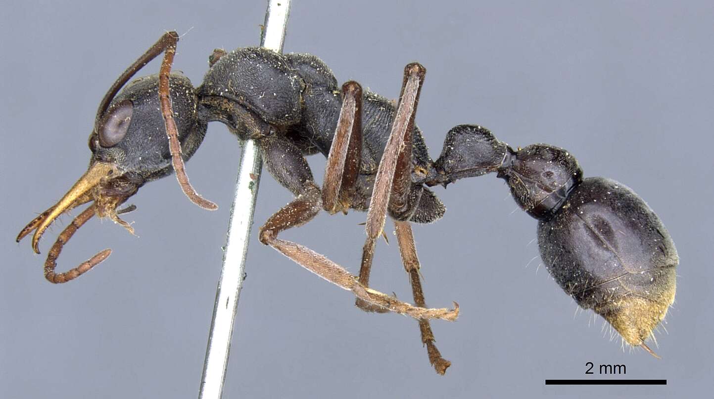 Image of Myrmecia apicalis Emery 1883