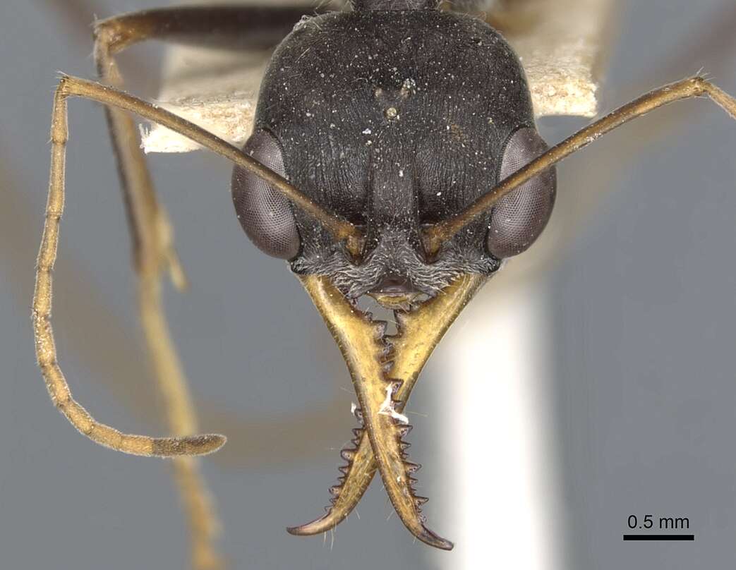 Image of Myrmecia petiolata Emery 1895