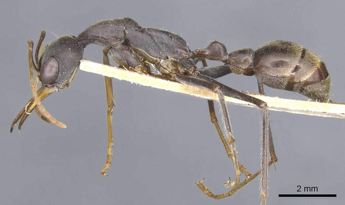 Image of Myrmecia petiolata Emery 1895