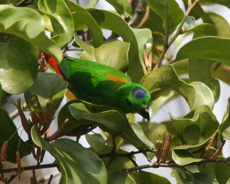 Image of Blue-crowned Hanging Parrot