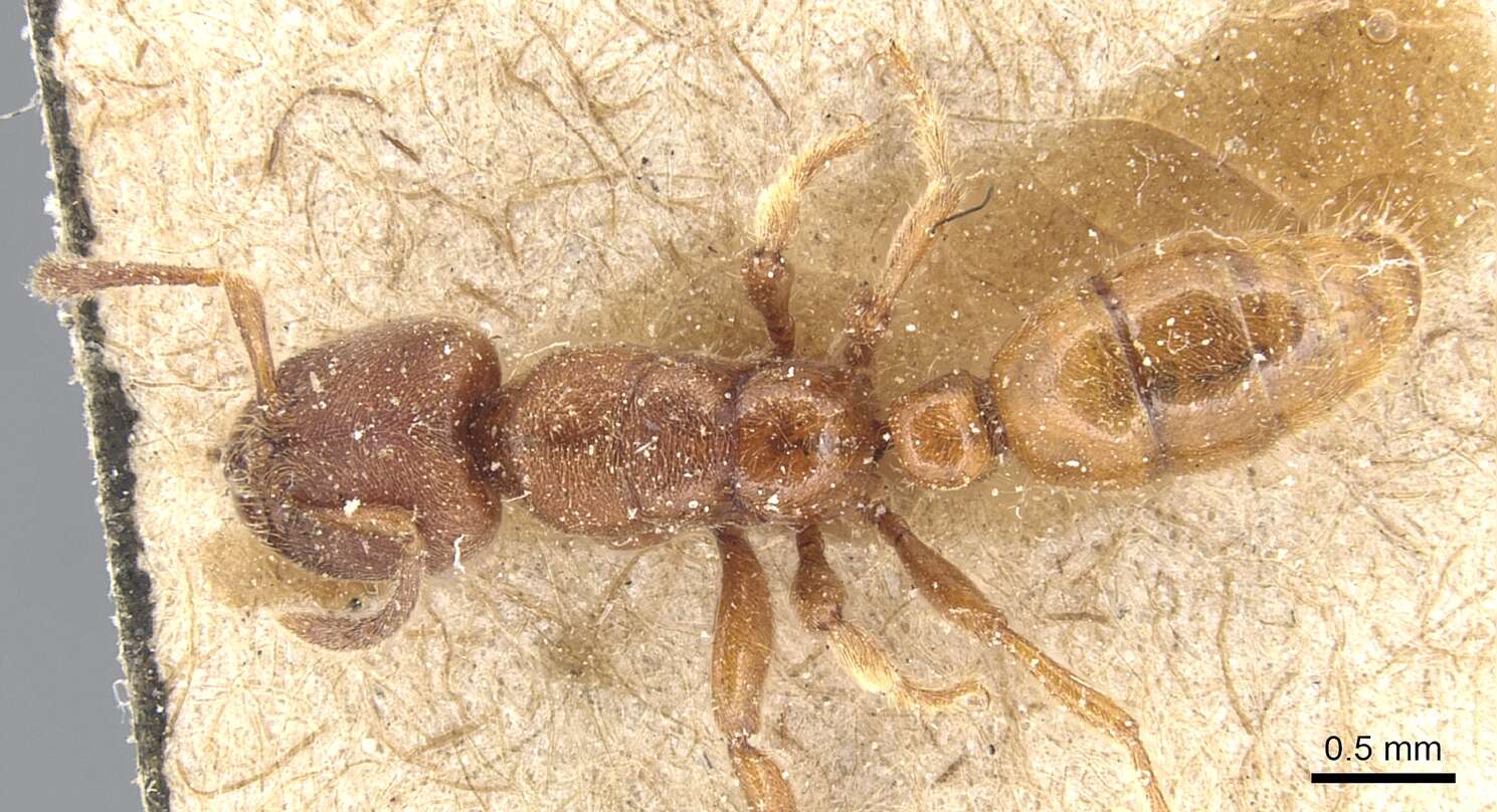 Image of Typhlomyrmex rogenhoferi Mayr 1862