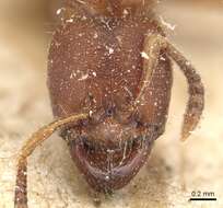 Image of Typhlomyrmex rogenhoferi Mayr 1862