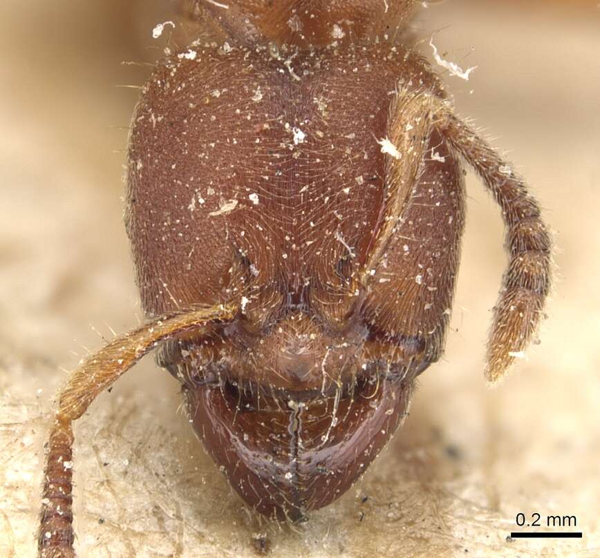 Image of Typhlomyrmex rogenhoferi Mayr 1862