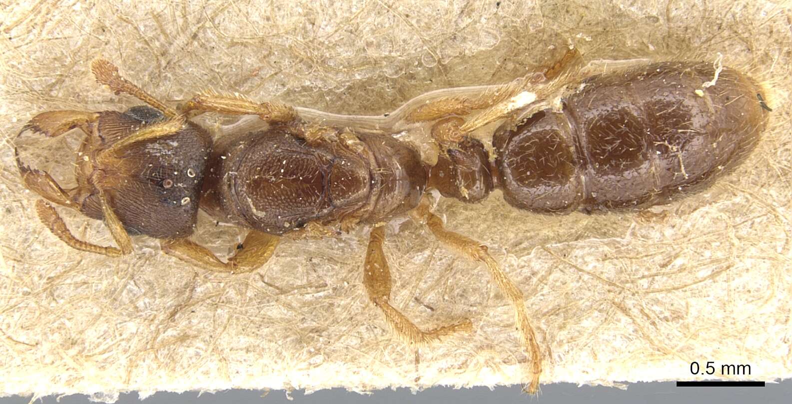 Image of Typhlomyrmex