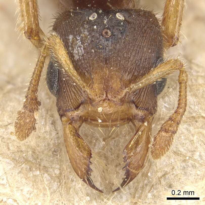 Image of Typhlomyrmex