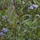 Image de Aristeguietia cacalioides (Kunth) R. King & H. Rob.