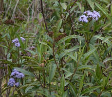 Image of Aristeguietia cacalioides (Kunth) R. King & H. Rob.