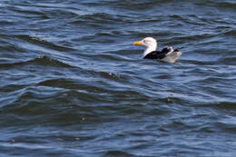 Image of Great Black-backed Gull