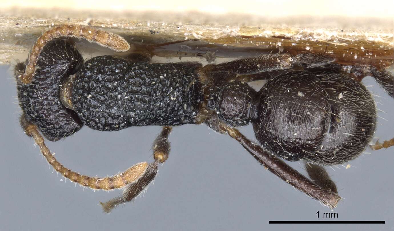 Image of Rhytidoponera pulchella (Emery 1883)