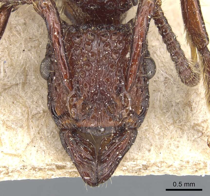 Image of Gnamptogenys coxalis (Roger 1860)