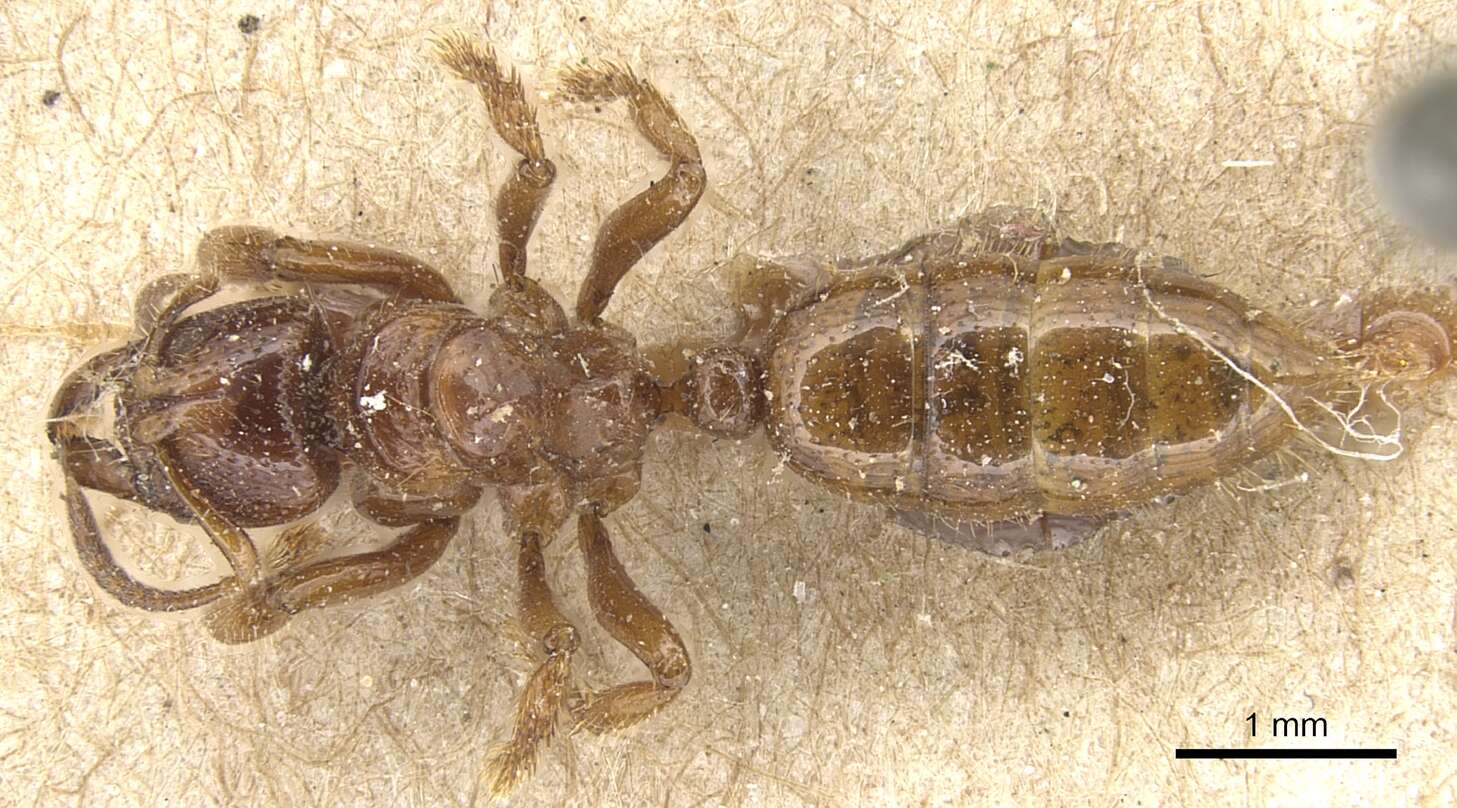 Plancia ëd Centromyrmex feae (Emery 1889)