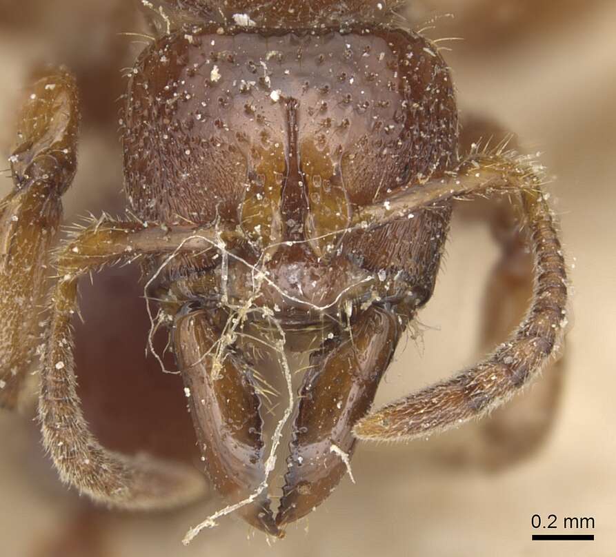 Plancia ëd Centromyrmex feae (Emery 1889)