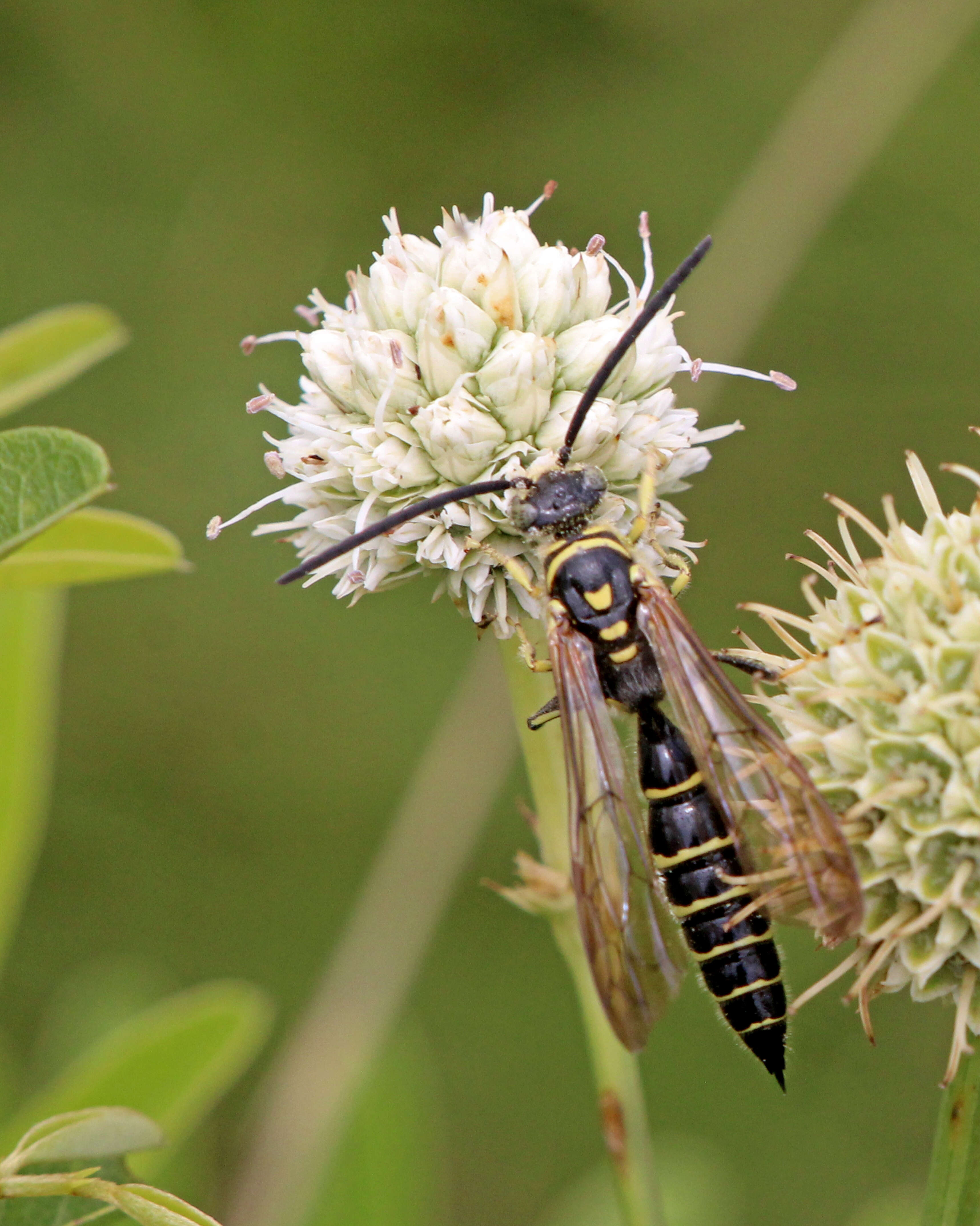 Слика од Myzinum maculatum (Fabricius 1793)