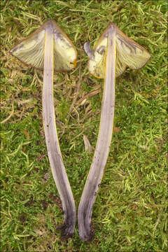 Image of Conical slimy cap