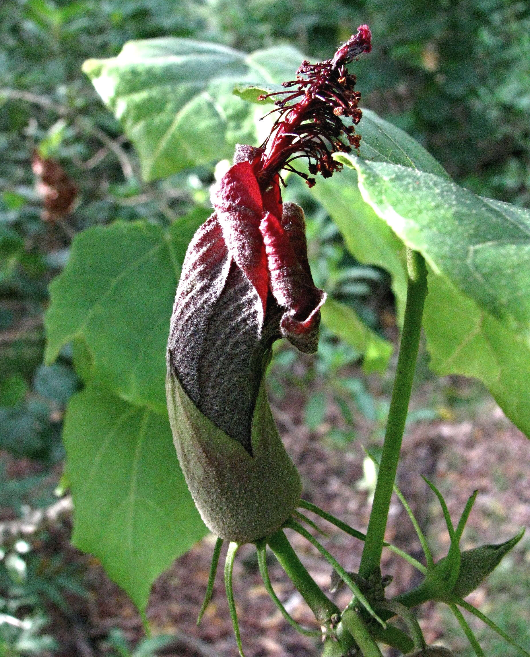 Image of Kilauea hau kuahiwi