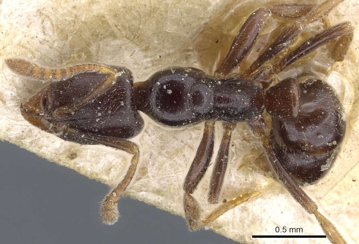 Image of Hypoponera pruinosa (Emery 1900)