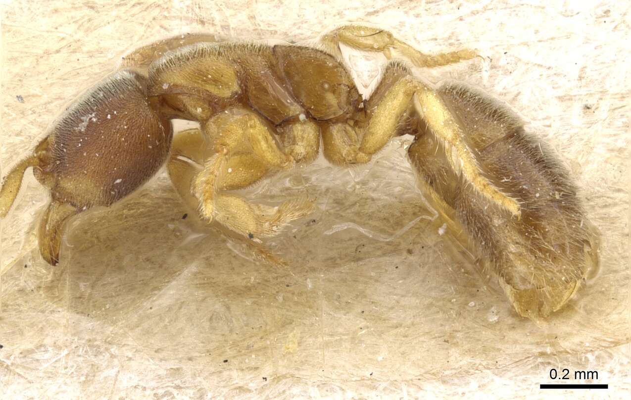 Image of Cryptopone fusciceps Emery 1900