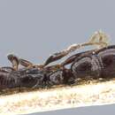 Image of Myopias bidens (Emery 1900)