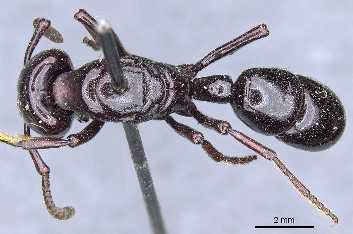 Image of Plectroctena minor Emery 1892