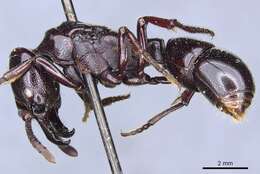 Image of Plectroctena minor Emery 1892