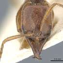 Image of Mesoponera scolopax