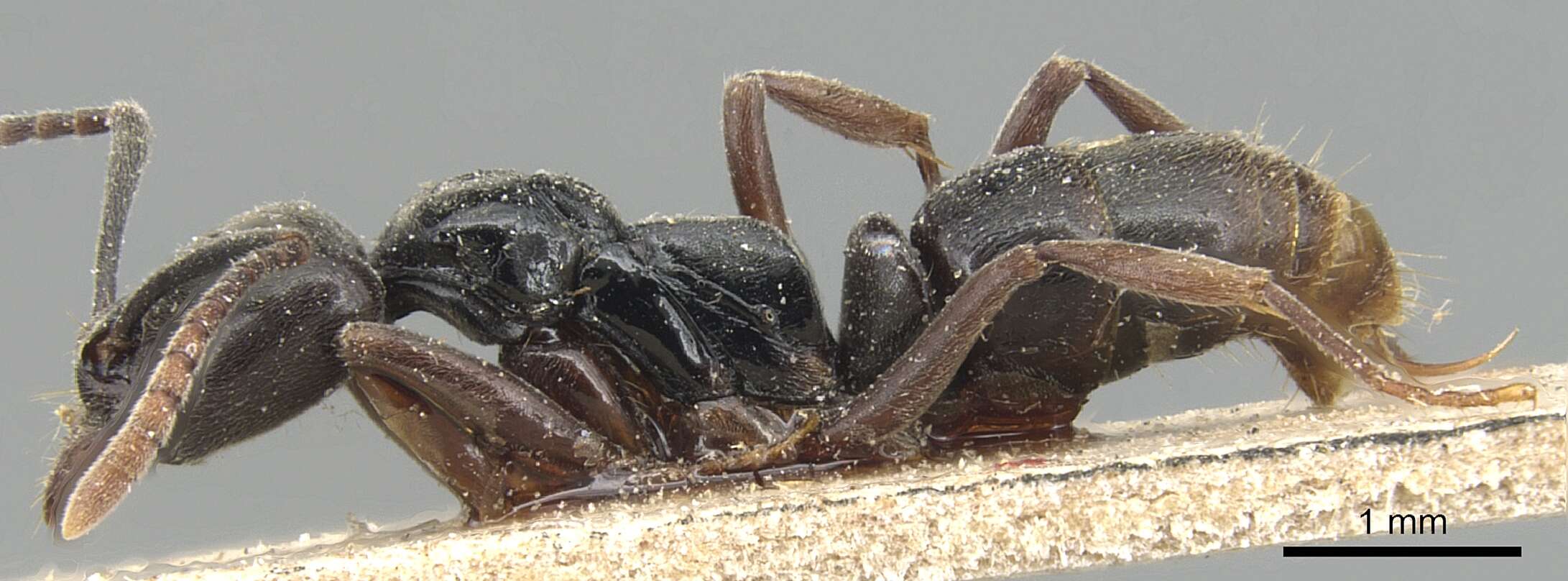 Image of Panther Ants