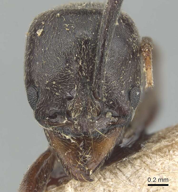 Image of Brachyponera chinensis