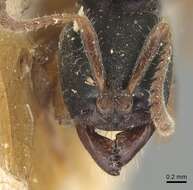 Image of Pseudoponera cognata