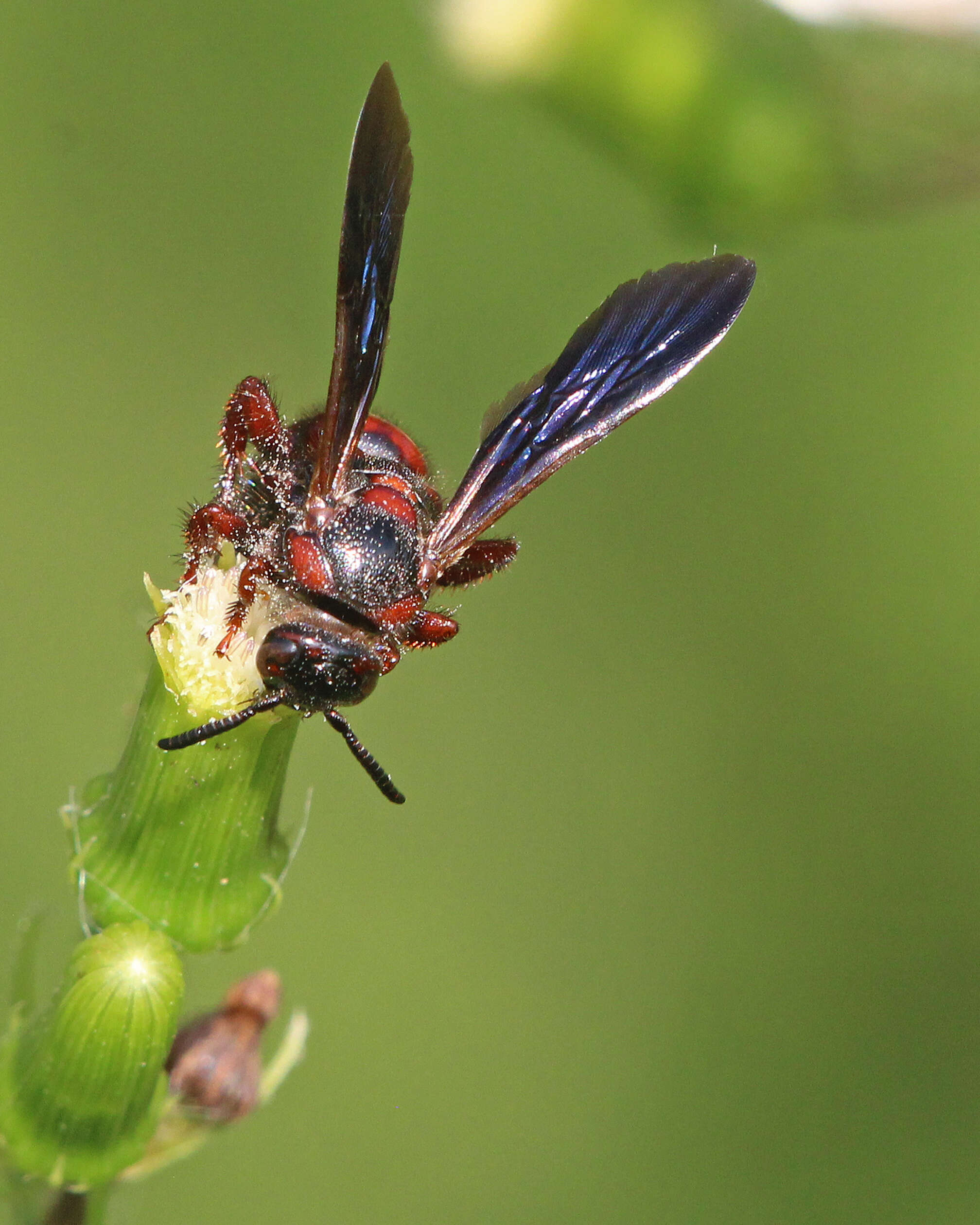 Sivun Scolia nobilitata (Fabricius 1805) kuva