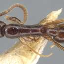 Image of Leptogenys parvula Emery 1900