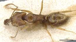 Image of Anochetus myops Emery 1893