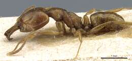 Image of Anochetus myops Emery 1893