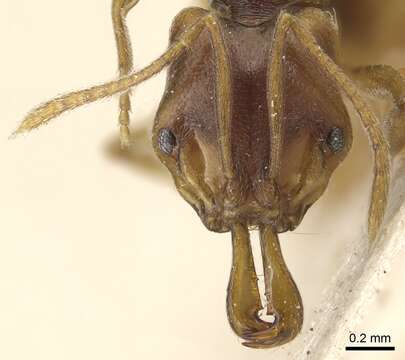 Image of Ant